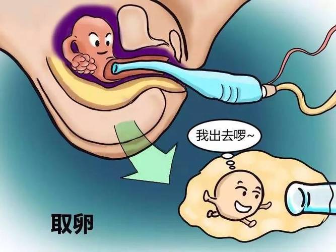 供卵试管代怀是什么-供卵试管代怀:解析未来生育选择